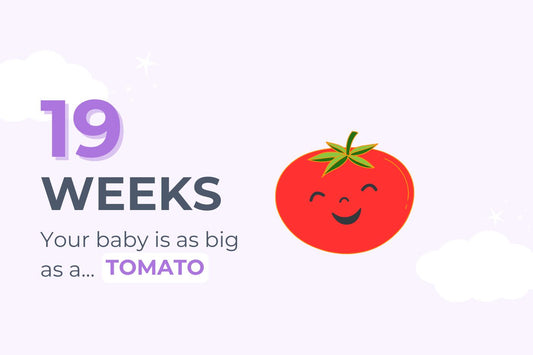 19-weeks-pregnant-your-baby-is-as-big-as-an-heirloom-tomato